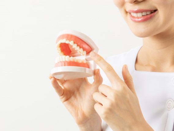 歯の模型を指す人